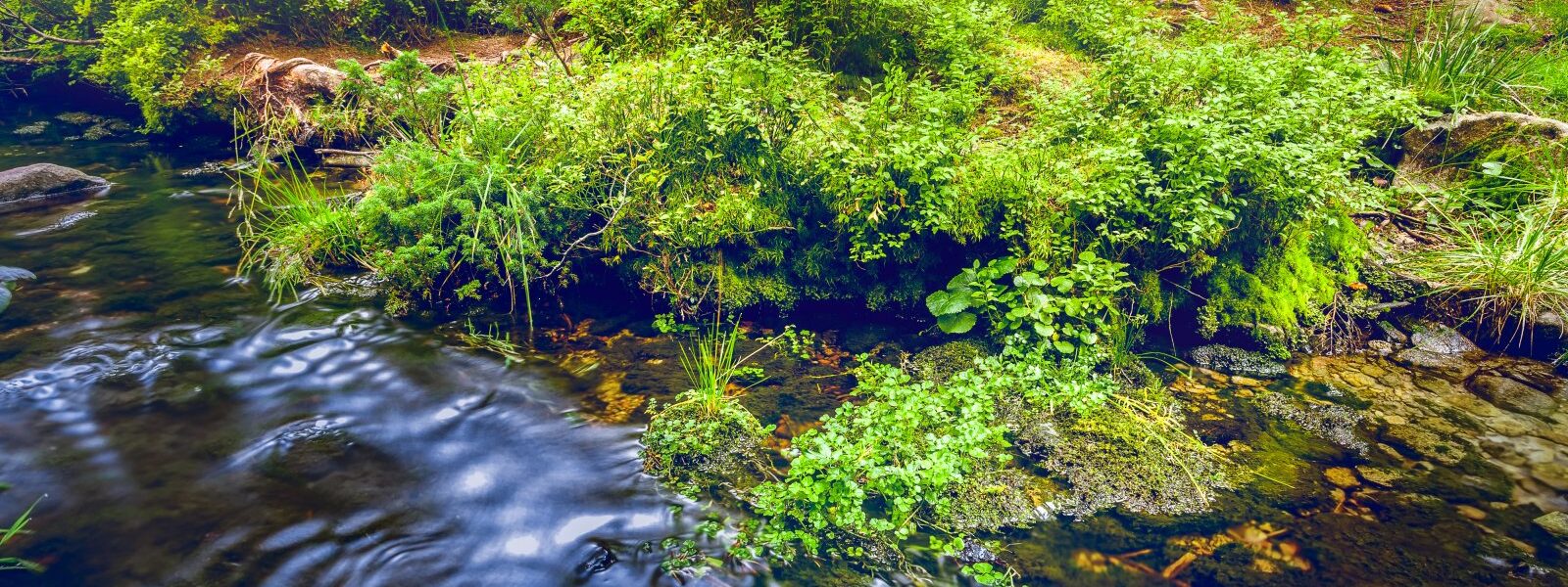 Wpływ zmian klimatycznych na bioróżnorodność ekosystemów 1 ecosystem