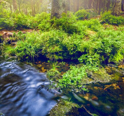 Wpływ zmian klimatycznych na bioróżnorodność ekosystemów 5 ecosystem