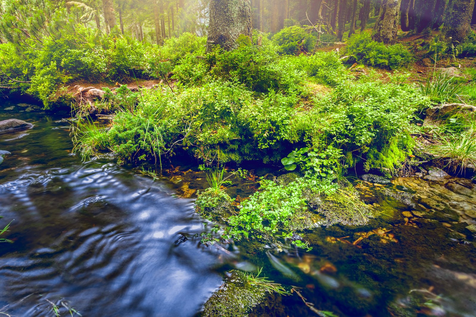 Wpływ zmian klimatycznych na bioróżnorodność ekosystemów 11 ecosystem
