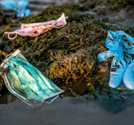 Wpływ mikroplastiku na zdrowie ludzi i zwierząt 5 plastic