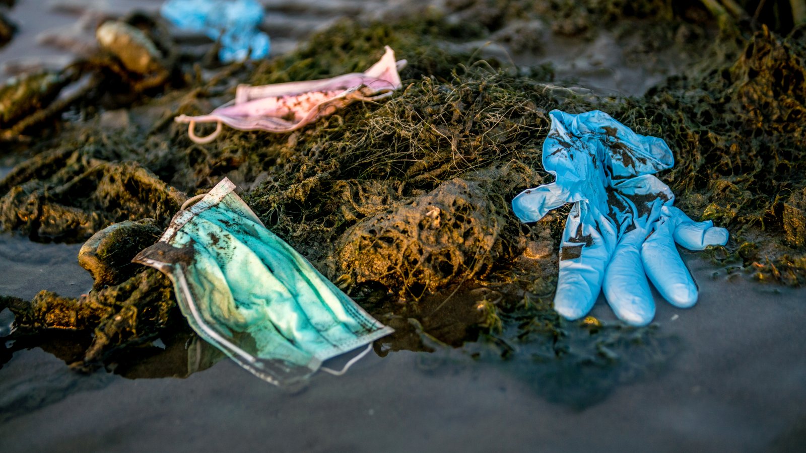 Wpływ mikroplastiku na zdrowie ludzi i zwierząt 8 plastic