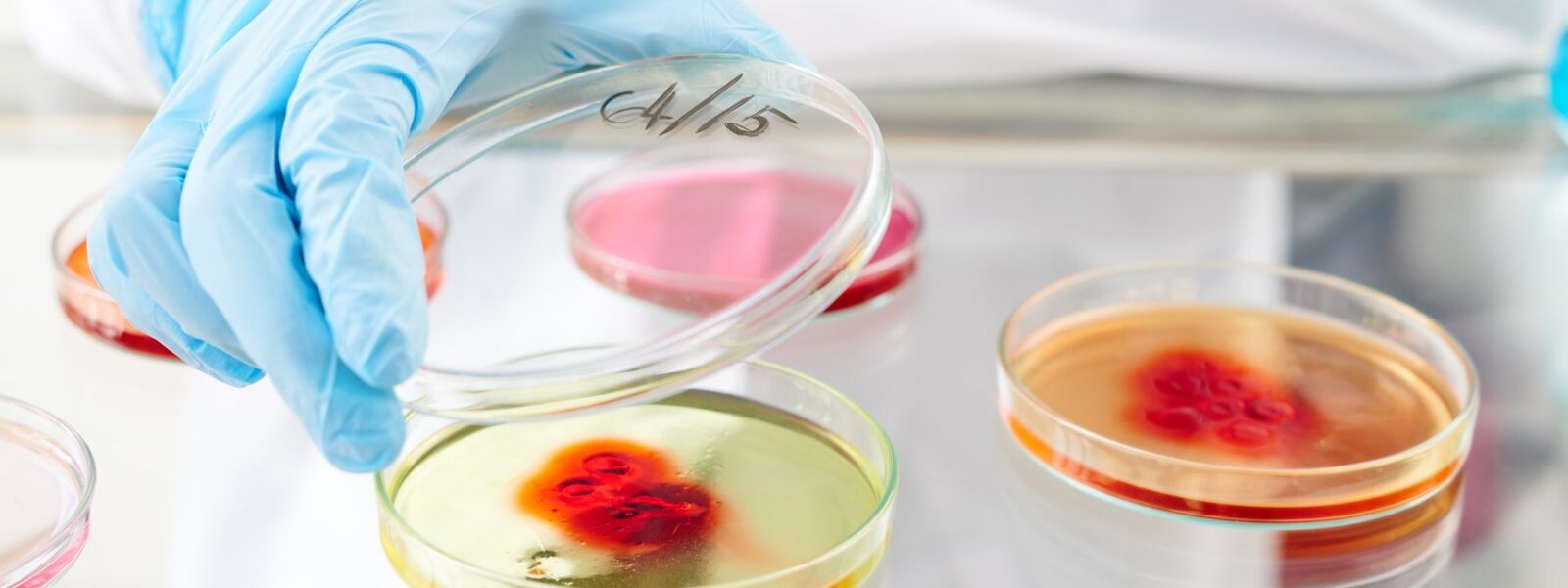 Komórki macierzyste – nadzieja współczesnej medycyny 1 laboratorium