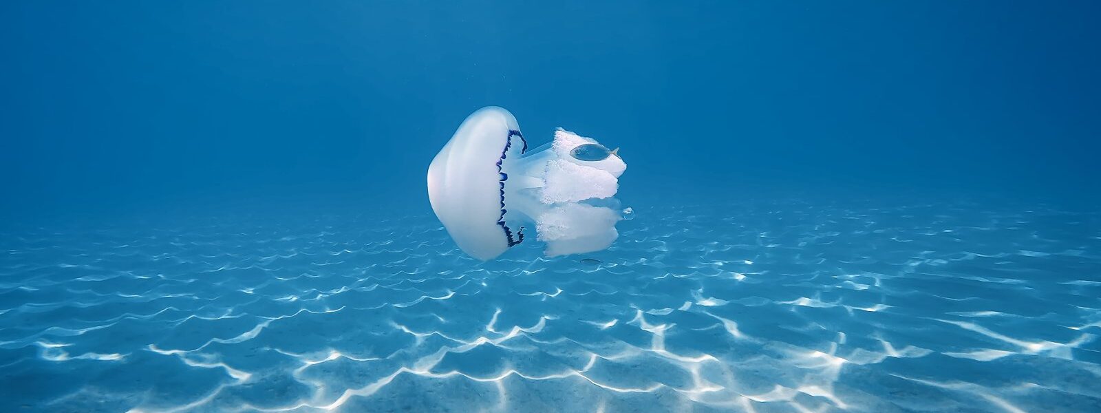 Przyszłość oceanów – jak nauka walczy o życie pod wodą 1 meduza w oceanie