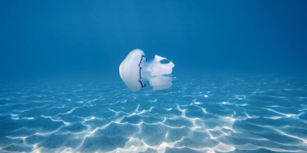 Przyszłość oceanów – jak nauka walczy o życie pod wodą 24 meduza w oceanie