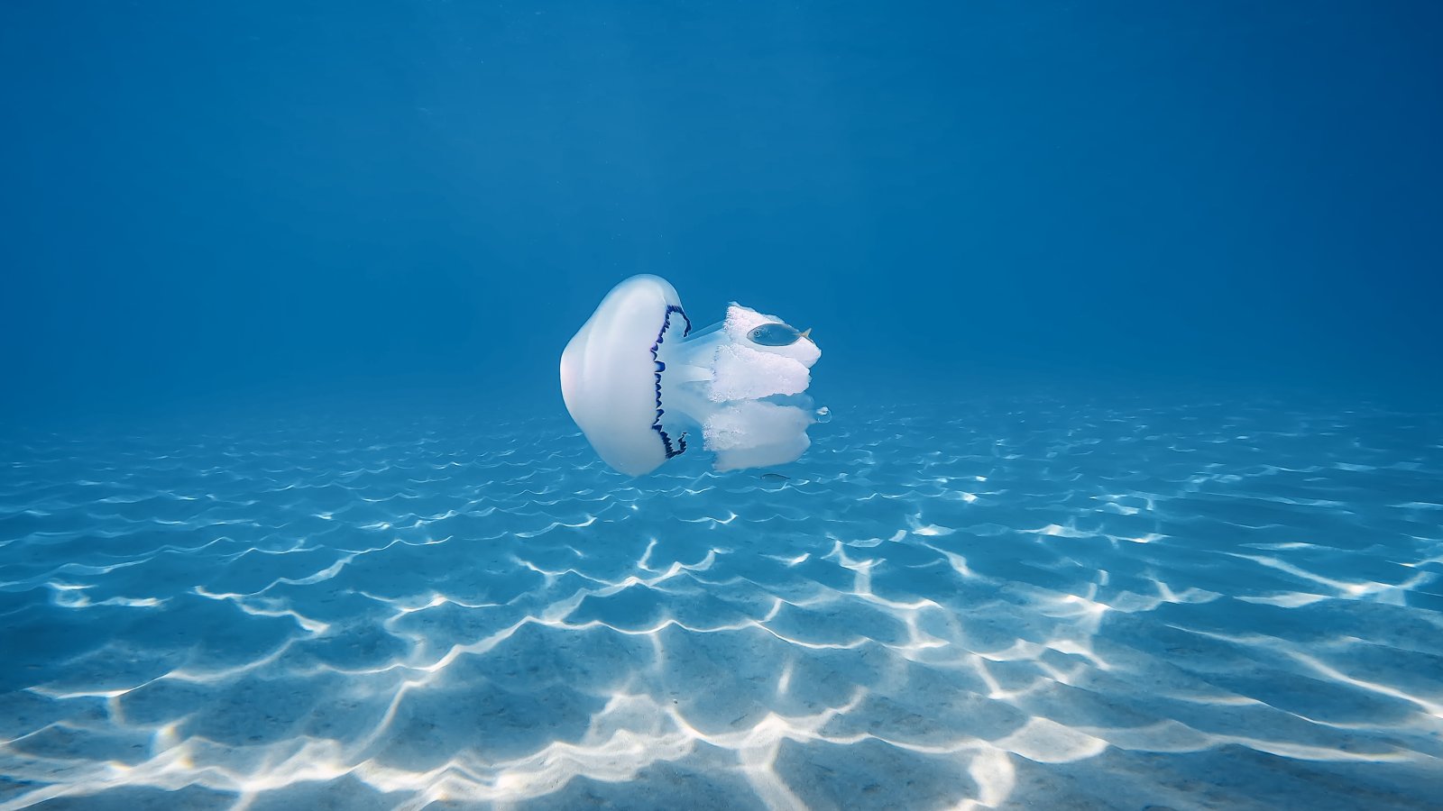 Przyszłość oceanów – jak nauka walczy o życie pod wodą 9 meduza w oceanie